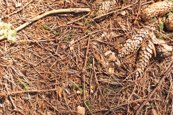 Pine Needles Removal in Oceanside