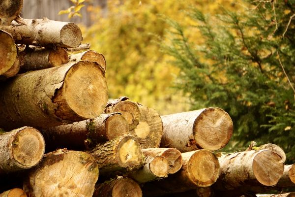 Wood Pile Removal in Oceanside