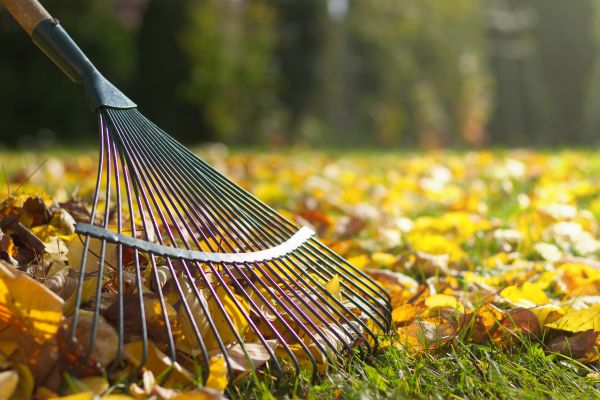 Leaf Raking Service in Oceanside