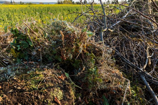 Brush Disposal in Oceanside