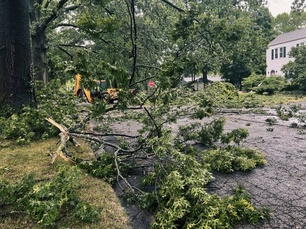 Tree Branch Disposal in Oceanside