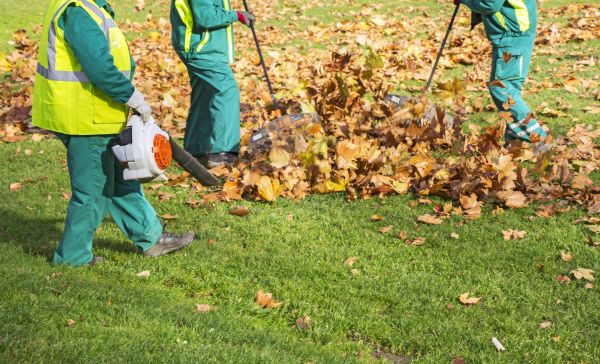 Leaf Maintenance in Oceanside