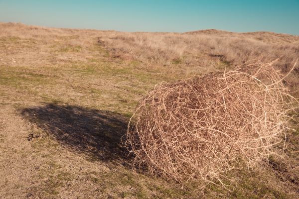 Tumbleweed Removal in Oceanside
