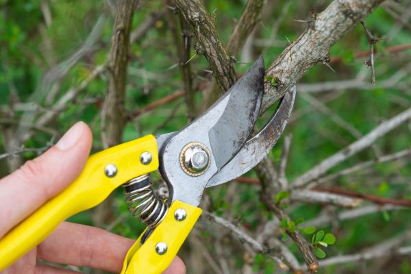 Limbs Removal in Oceanside