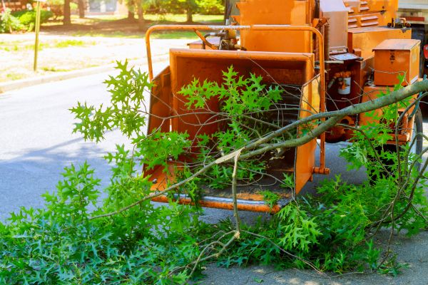 Tree Branches Removal in Oceanside