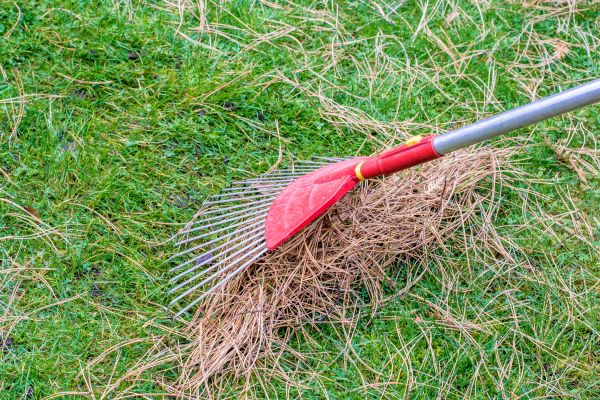 Pine Needle Raking in Oceanside