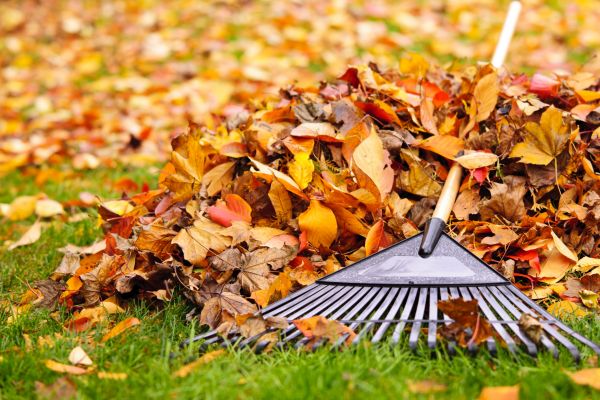 Yard Leaf Removal in Oceanside
