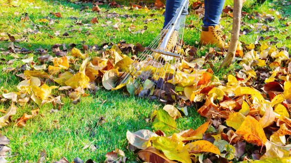 Autumn Leaf Removal in Oceanside