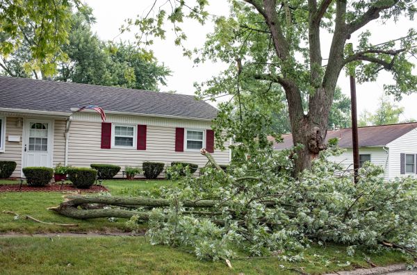 Fallen Branch Removal in Oceanside