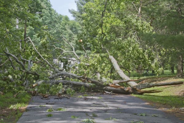 Tree Debris Removal in Oceanside