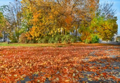 Leaf Cleanup Benefits