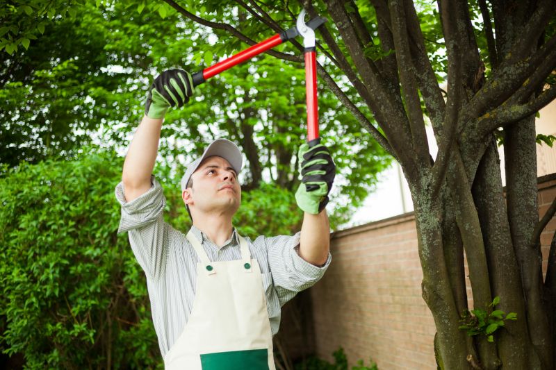 Tree and Shrub Removal Services