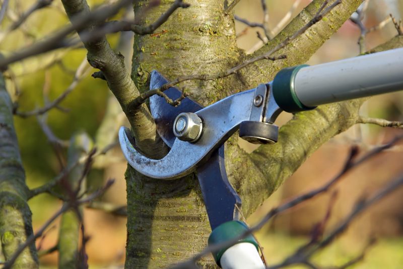 Tree and Shrub Pruning